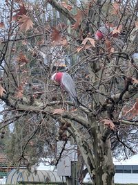 Low angle view of bare tree