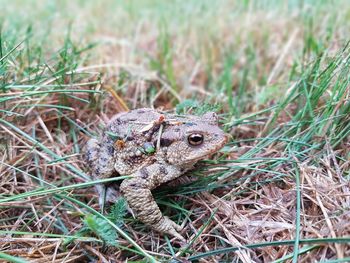 High angle view of lizard on field