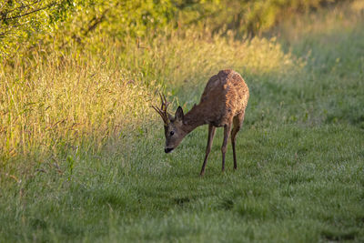 Deer in a field