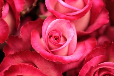 Close-up of pink rose