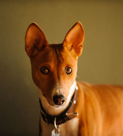 Close-up portrait of basenji standing against wall at home