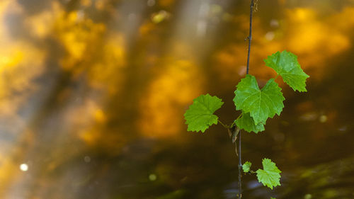 Close-up of plant against blurred background