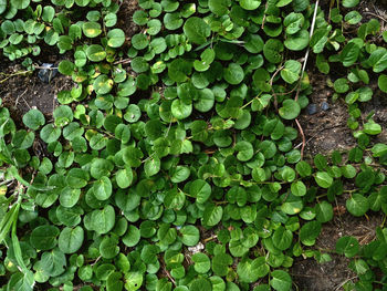 Full frame shot of plants growing on land to cover soil