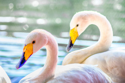 Close-up of swans