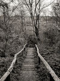 View of bare trees in forest
