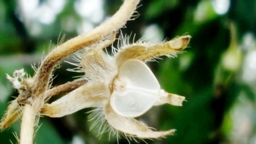 Close-up of a rabbit on plant