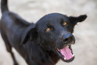 Close-up of a dog looking away