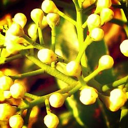 Close-up of plant against blurred background