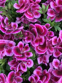 High angle view of pink flowering plants