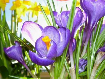 Close-up of purple flowers