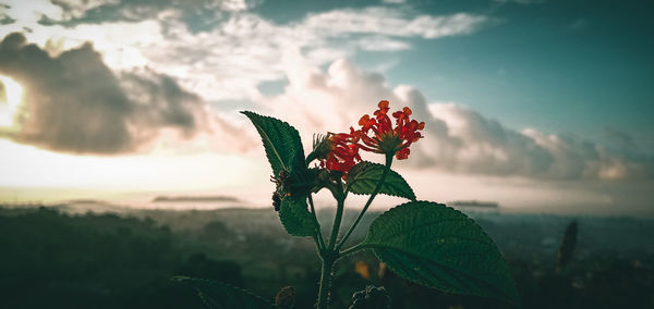 Close-up of red flowering plant against sky