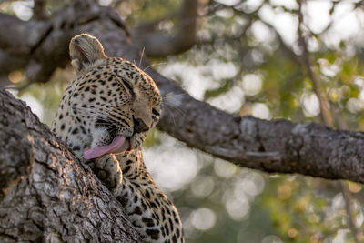 Close-up of leopard sitting on tree