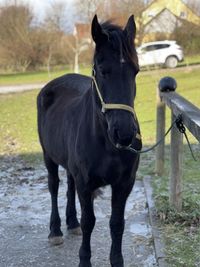 Horse standing in ranch