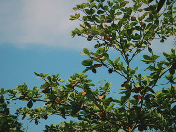 Low angle view of tree against sky