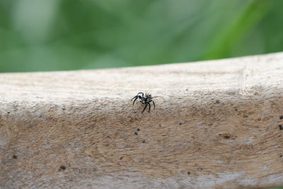 Close-up of spider on wood