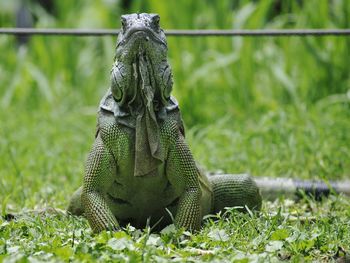 Close-up of snake on field