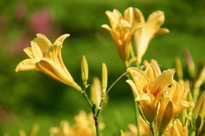 Close-up of yellow flowering plant in park