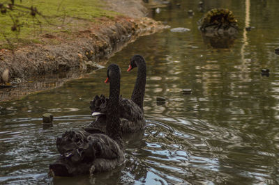 Swans swimming in lake