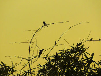 Low angle view of bird perching on plant against sky