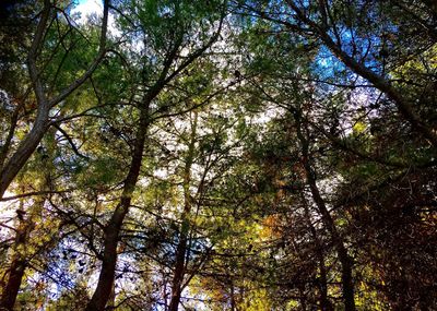 Low angle view of trees against sky