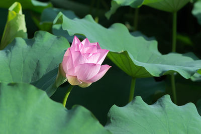 Close-up of pink flowers