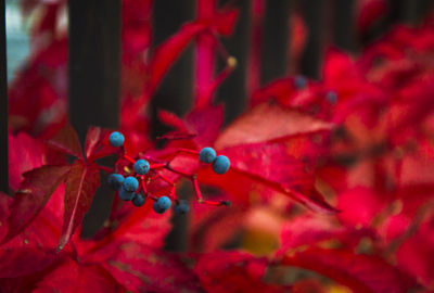 Close-up of red berries growing on plant