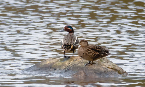 Ducks in a lake