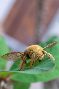 Close-up of insect