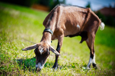 Close-up of goat grazing in field