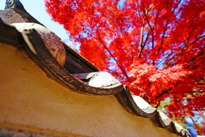 Close-up view of red leaves