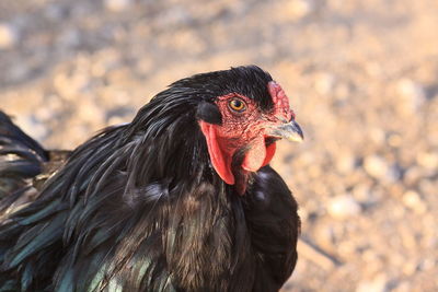 Close up photo of a chicken