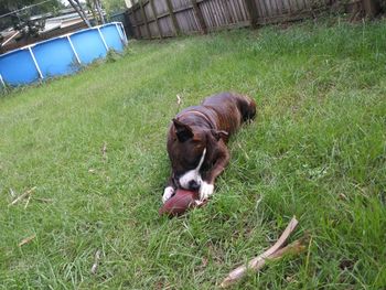 Dog relaxing on grass