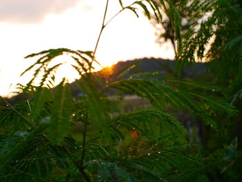 Close-up of raindrops on pine tree