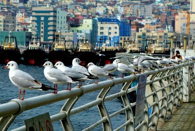 Seagulls perching on railing in city