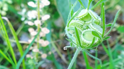 Close-up of fresh green plant