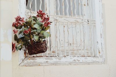 Potted plant on window against white wall