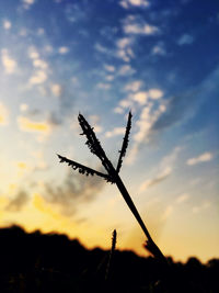 Low angle view of silhouette plant on field against sky at sunset