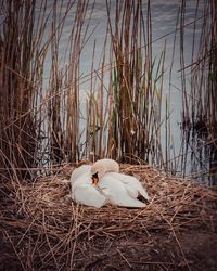 Close-up of swan swimming on lake