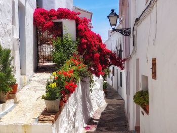 A street in frigiliana, spain