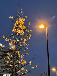 Low angle view of flowering tree against sky at dusk