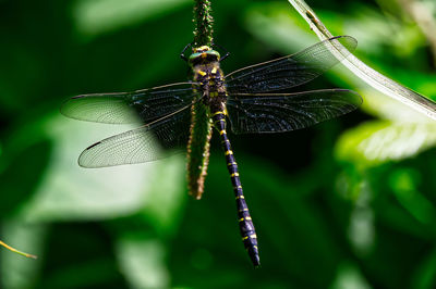 Close-up of dragonfly on plant