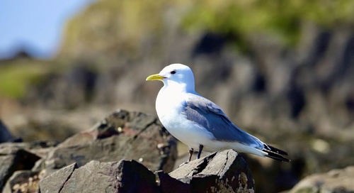 bird