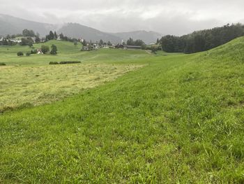 Scenic view of grassy field against sky