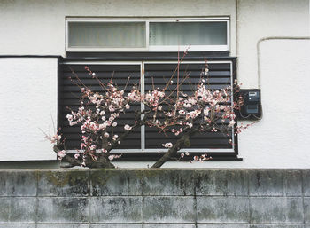 Low angle view of flowering plants on building