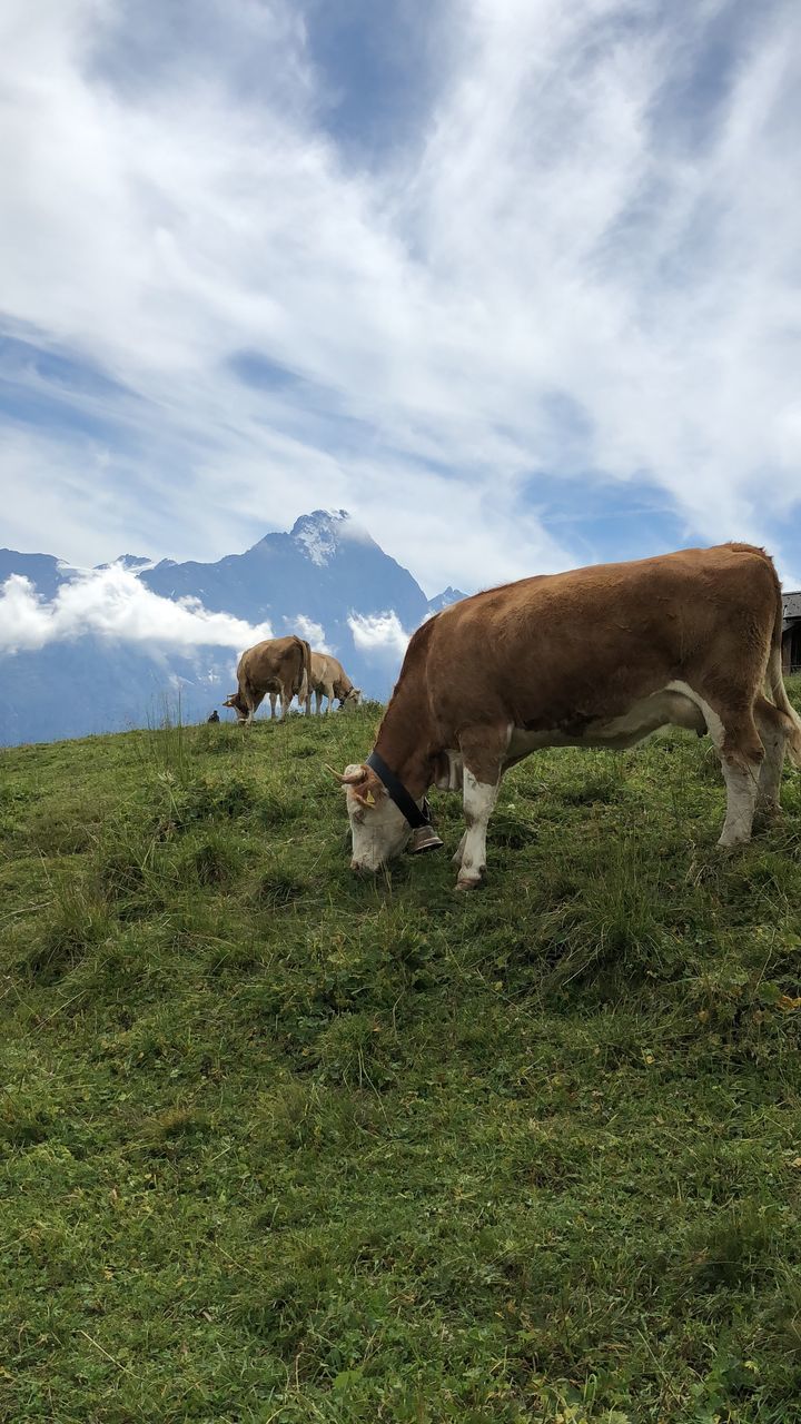 mammal, domestic animals, livestock, animal, domestic, pets, animal themes, grass, cloud - sky, field, vertebrate, group of animals, land, sky, plant, grazing, landscape, cattle, no people, cow, outdoors, herbivorous