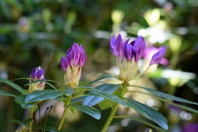 Close-up of purple flowers blooming outdoors