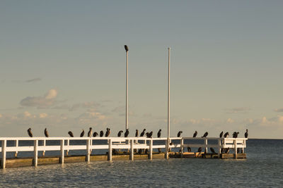 Birds perching by sea against clear sky