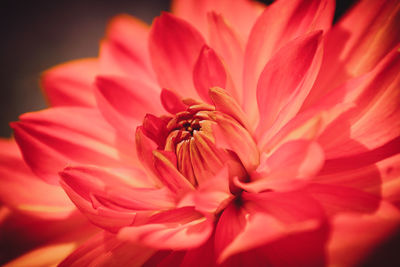 Close-up of insect on red flower