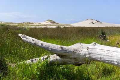 Wooden posts on field against sky in lagoa de louro with area maior beach at the background