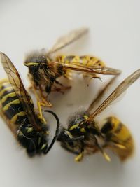 Close-up of bee on flower